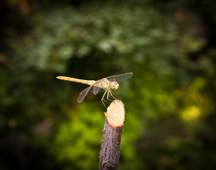 Dragonfly on the nature, macro