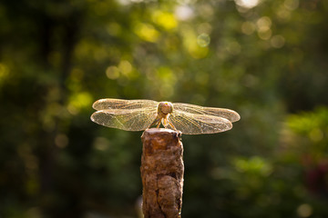 Dragonfly on the nature, macro