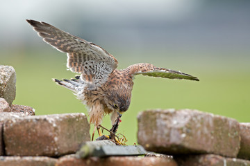 Young common Kestrel eating a bird