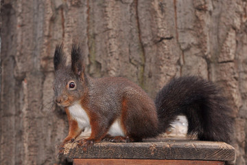 winter will come soon