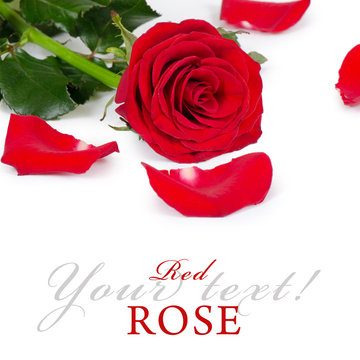 The red roses isolated on white background