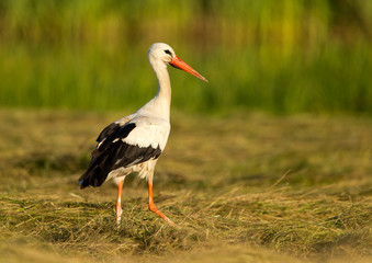 Lonely stork at the green field in summer day