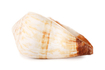 Sea shell isolated on a white