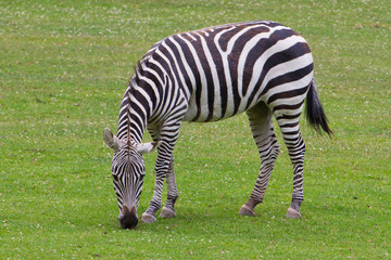 Plakat zebra
