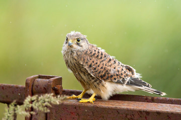 Young common Kestrel
