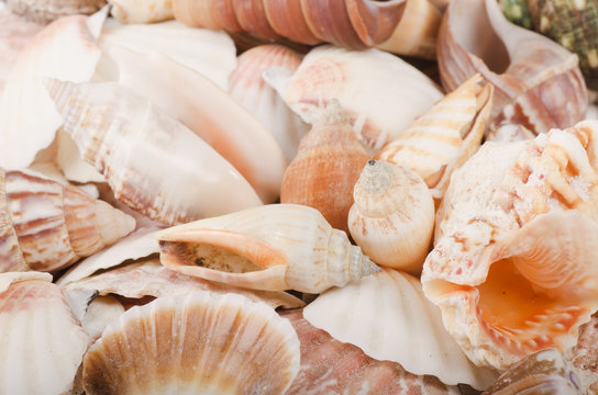 Sea shell as a background