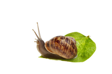 Common snail