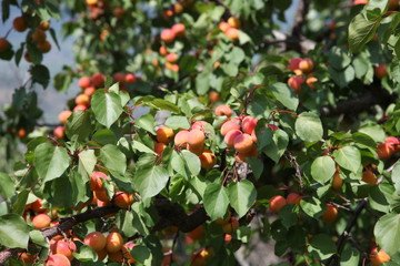 Saison de la récolte.