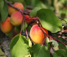 L'abricot du verger.