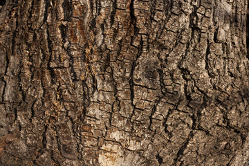 tree bark in the background