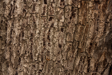 tree bark in the background