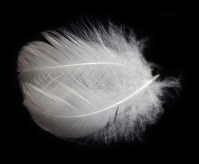 white feather of a bird on a black background