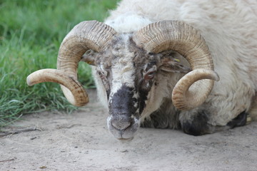 Walachenschafbockportrait