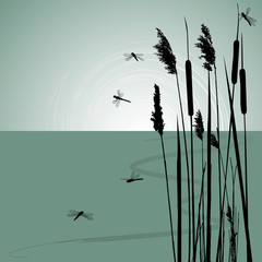 Reeds in the water and  few dragonflies  - vector - obrazy, fototapety, plakaty