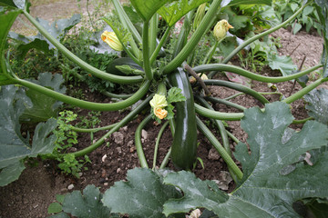 courgette