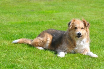 Pies na trawie
