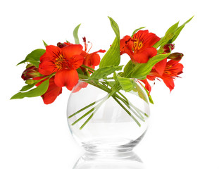 Alstroemeria in vase isolated on white