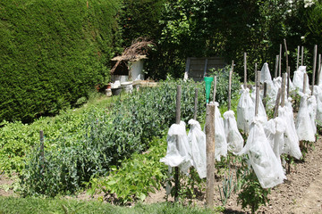jardin