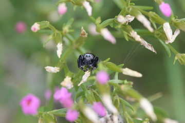 Portrait einer Springspinne (Evarcha arcuata)