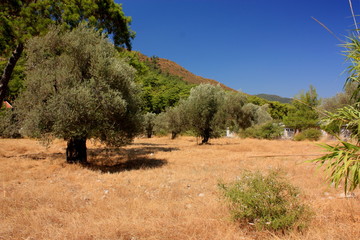 Obraz premium An Icmeler Landscape