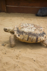 Obraz premium Big turtle in sandbox