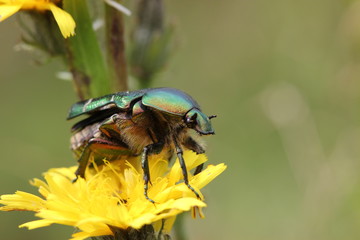 Rosenkäfer beim Abflug