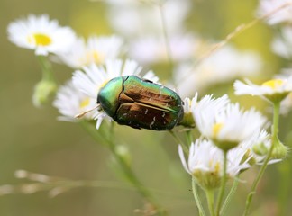 Rosenkäfer auf Blüte