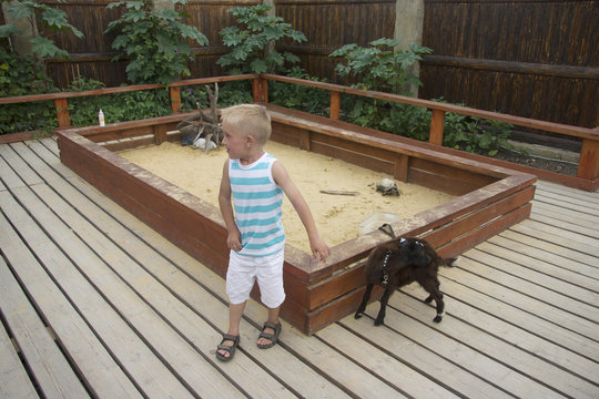 Boy playing with goat and turtle in sandbox