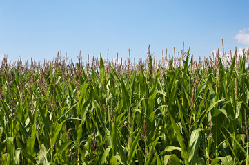 Maisfeld unter blauem Himmel