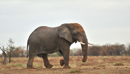 Angry Elephant 4
