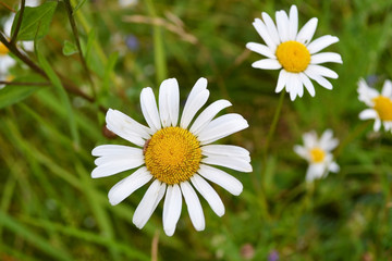 Chamomile wildflower on the green