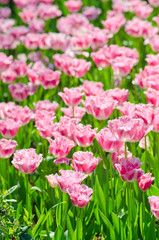 Garden with tulip flowers in summer