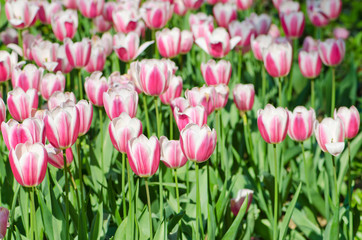 Garden with tulip flowers in summer