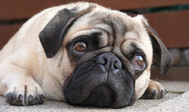 ein Mops denkt nach