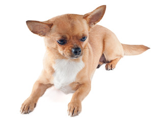 Chihuahua dog on white background