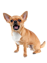 Chihuahua dog on white background