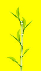 Green Bamboo