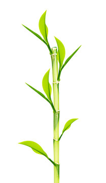 Green Bamboo