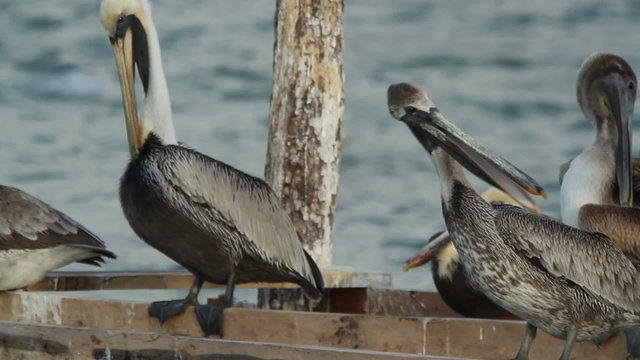 Brown pelicans and other birdlife at ria largartos, mexico