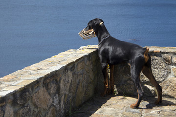 Doberman con bozal