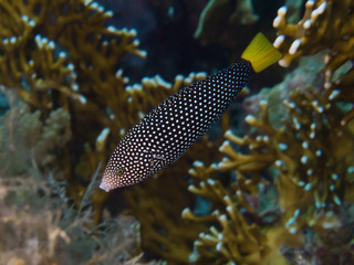 Fototapeta na wymiar Tropikalna ryba rafa ¯ółty-Tail Tamarin