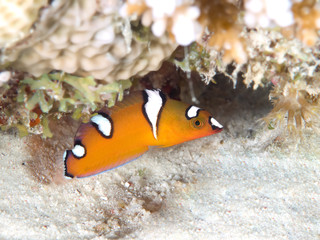 Tropical reef fish African Coris