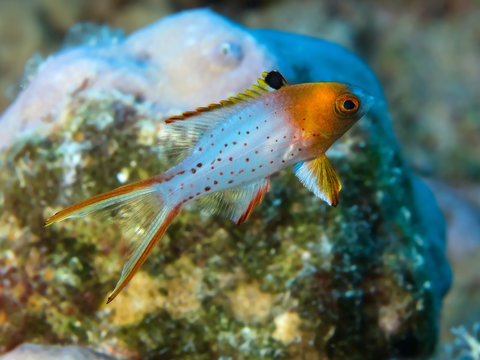 Tropical reef fish Lyretail hogfish
