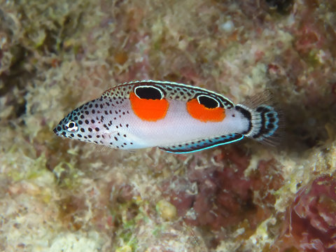 Tropical reef fish Twin Spot Wrasse