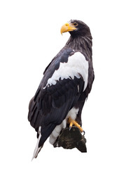 Steller's sea eagle  over white © JackF