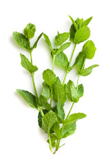 fresh mint leaves © Jiri Hera