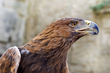 Golden Eagle ,Aquila chrysaetos