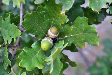 Two green acorns (oak nuts) © warmcolors