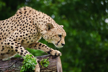 Cheetah Acinonyx Jubatus Big Cat