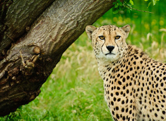 Cheetah Acinonyx Jubatus Big Cat